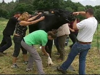 Fotos de catálogo... de vacas