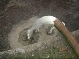 La huelga provoca la pérdida de 1.500 litros de leche en A Coruña