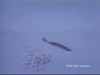 Histórico acuerdo para prohibir las bombas de racimo