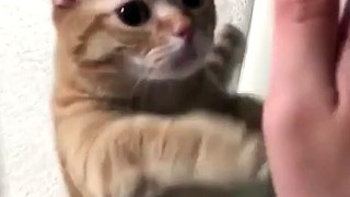 funny animals video - most dangerous cat