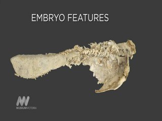 Una madre de 380 millones de años