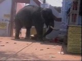 Así mató un elefante a tres personas en un templo hindú