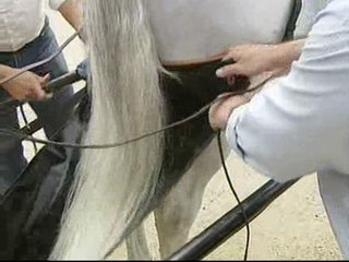 Los caballos de Sevilla ya tienen pañales