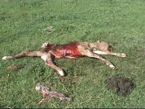 Los ganaderos de Vitoria exigen medidas para frenar a los buitres