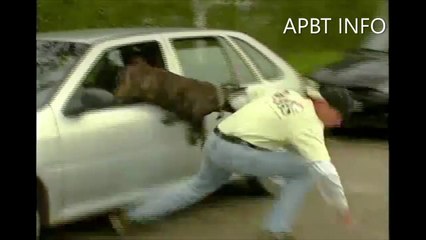 Documental APBT "El Pit Bull"