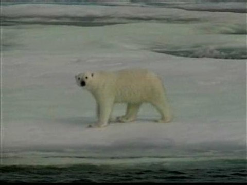 El oso polar, en peligro de extinción