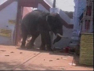 Un elefante mata a tres personas en un ritual sagrado en India