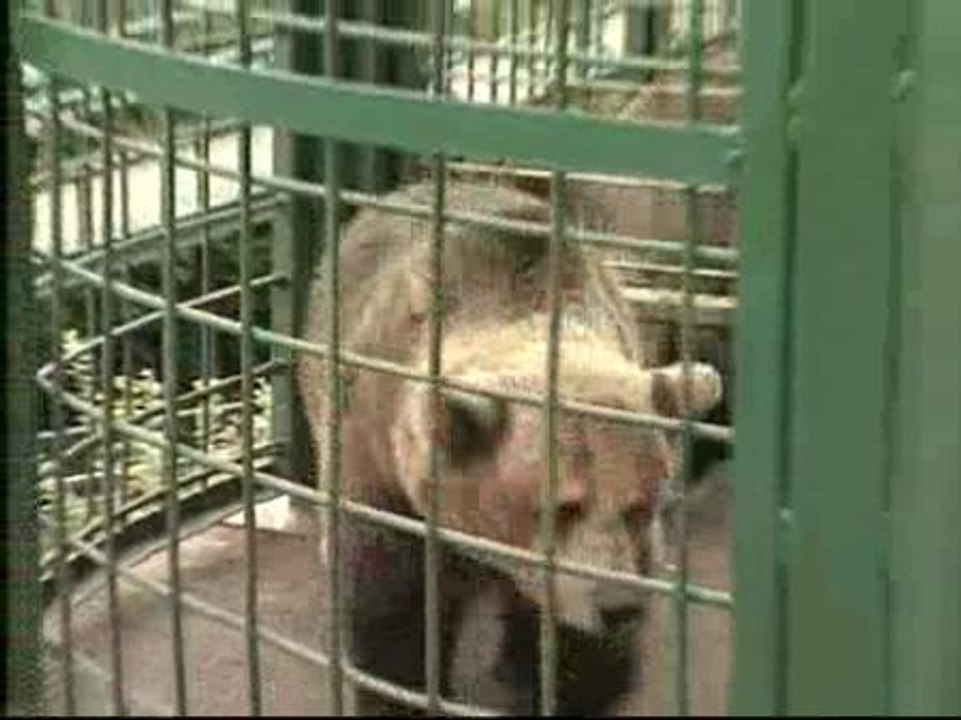 El 'amante' de las dos osas más famosas de Asturias llega para una prueba de fertilidad