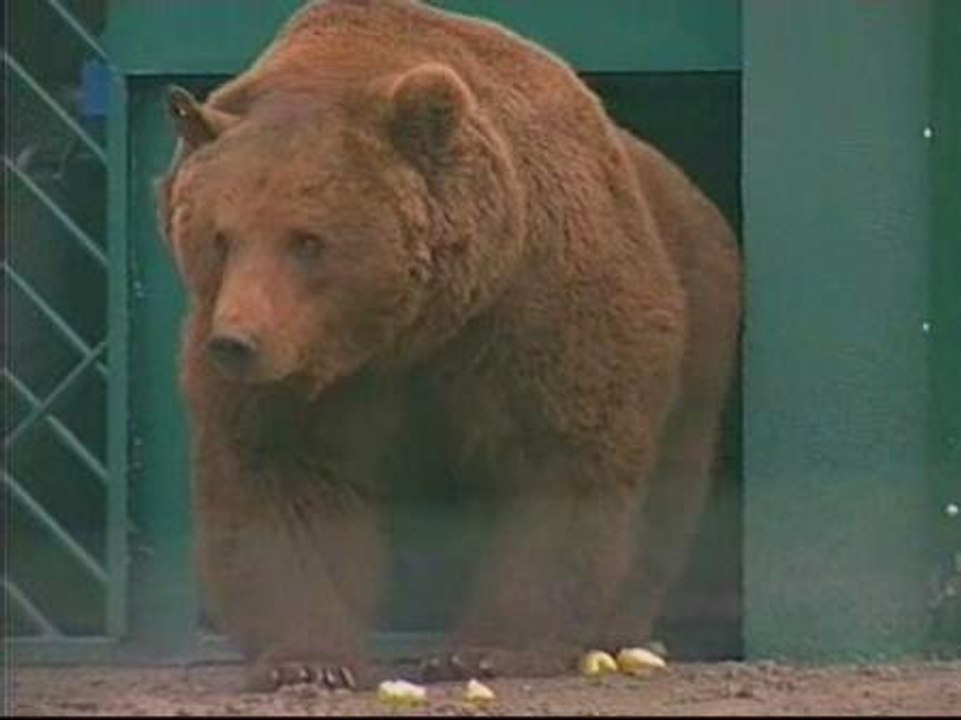 Las osas 'Paca' y 'Tola' ya tienen pretendiente