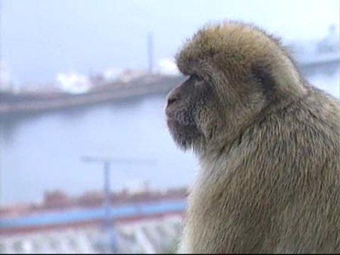 El Gobierno de Gibraltar sacrificará a al menos 25 monos