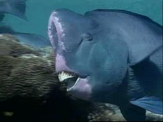 Medio siglo para perder la mitad de la biodiversidad