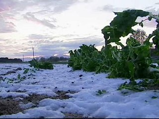 Una fuerte granizada provoca importantes destrozos en cultivos de Gerona