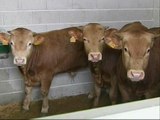 Las ferias de vacuno temen una nueva oleada de pánico por el mal de las 'vacas locas'