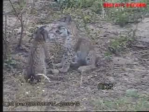 Cachorros de lince jugando