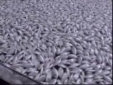 800 toneladas de peces muertos en Grecia
