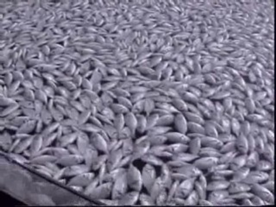 800 toneladas de peces muertos en Grecia