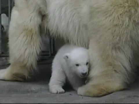 Viena tiene dos nuevas crías de oso polar
