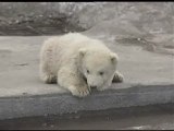Los osos polares del zoo de Moscú abandonan su hibernacion