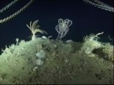 Descubierta una nueva criatura en aguas del Antártico