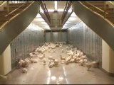 El Instituto Cervantes convertido en corral para 300 gallinas