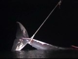 Muere varada una ballena de 3 toneladas frente a las costas de Málaga