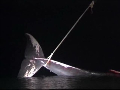 Muere varada una ballena de 3 toneladas frente a las costas de Málaga