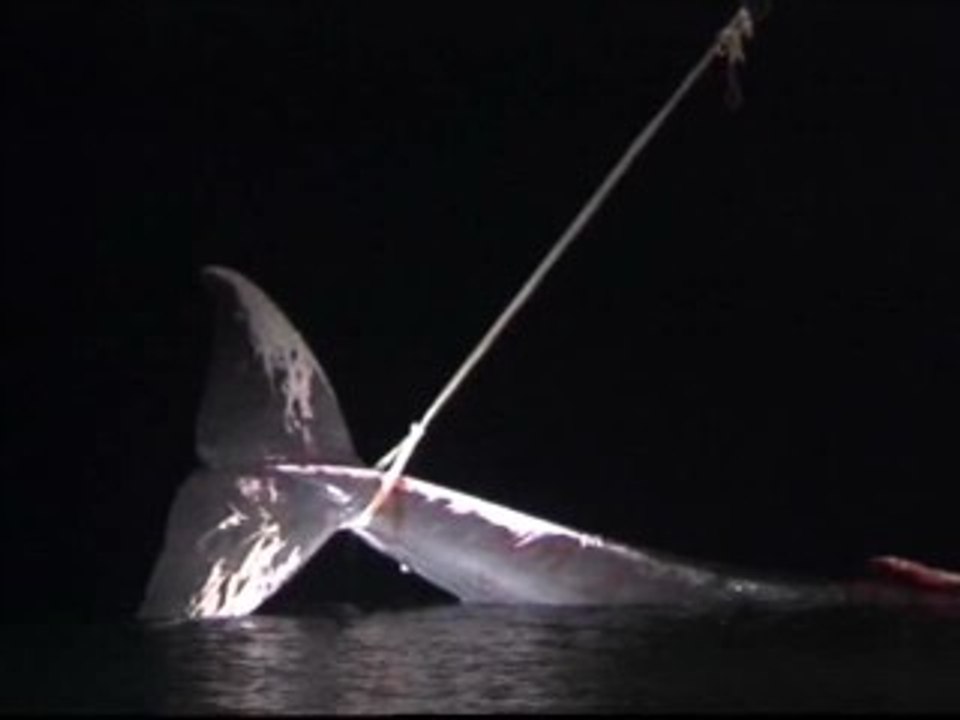 Muere varada una ballena de 3 toneladas frente a las costas de Málaga