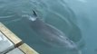 El delfin 'Gaspar' continúa nadando por varios puertos gallegos