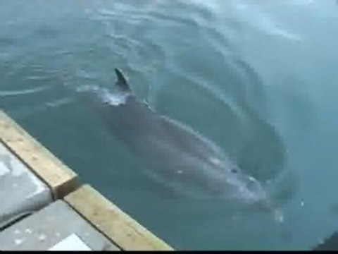 El delfin 'Gaspar' continúa nadando por varios puertos gallegos