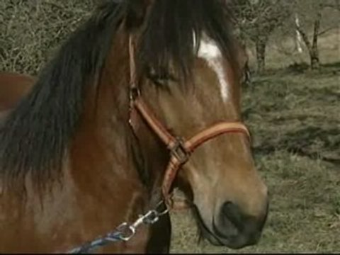 Una yegua permanece atada durante tres meses a un poste en Asturias