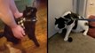 Adorable Cats Are Not Big Fans Of Harness Leashes