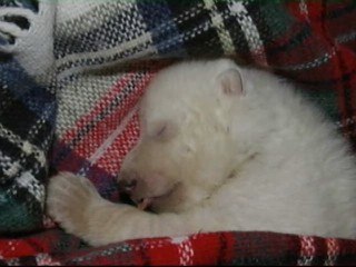 Alemania revive la historia del oso Knut en el zoo de Nuremberg