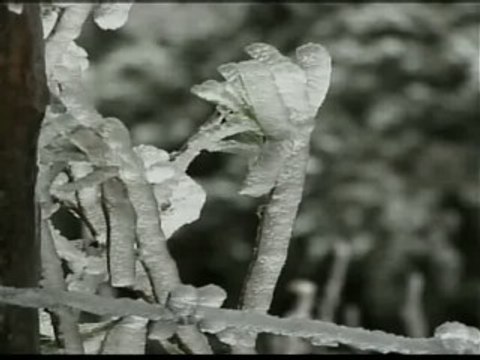 La nieve cubre zonas de México por primera vez en diez años