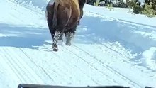 Ce bison s'en prend à des touristes en motoneige