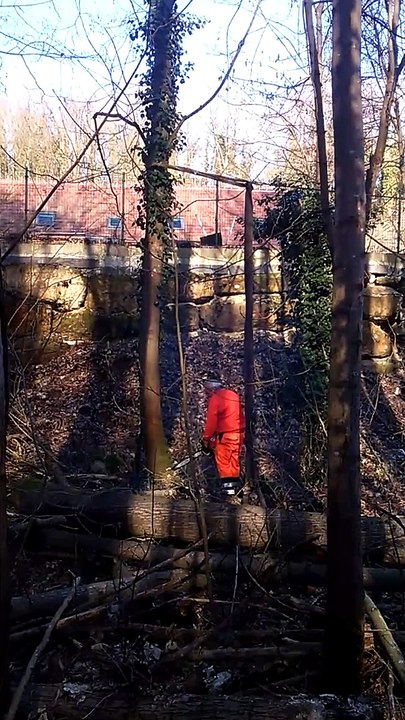 Abattage d'arbres dangereux 3