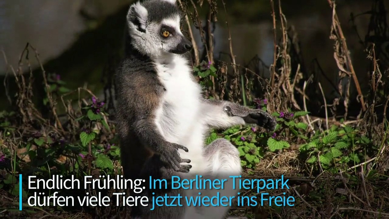 Frühlingserwachen im Berliner Tierpark