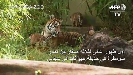 أول ظهور علني لثلاثة صغار من نمور سومطرة في حديقة حيوانات في سيدني