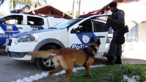 Treinamento de cães da Polícia Militar - parte 1