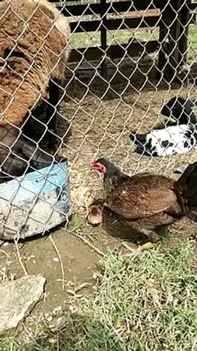 Oveja Carnivora se come un Pollito