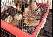 La asociación Libera denuncia el incumplimiento de la ley de protección de animales