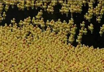 Tercera regata de patitos de goma en Rhode Island (Estados Unidos)