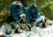 China expone 12 cachorros de panda gigante