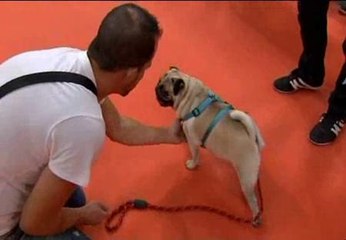 Clases de adiestramiento y pasarela canina en la Feria de la Mascota de Barcelona
