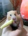 Ce Hamster va manger un énorme épis de maïs. Bluffant !