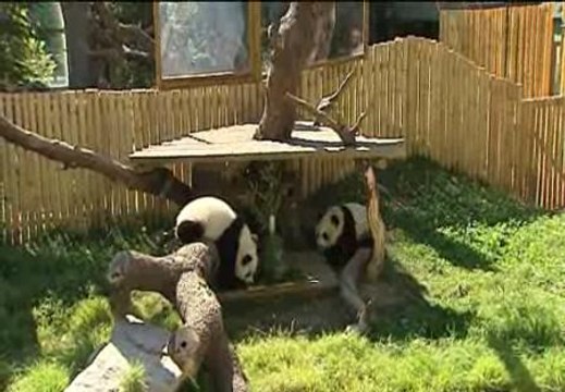 Los osos panda del Zoo de Madrid cumplen un año