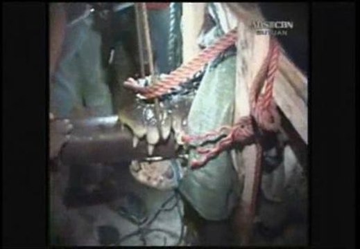 Capturan un cocodrilo de más de una tonelada en Filipinas