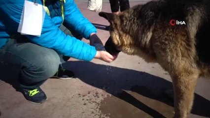 Tuzla Sahil'de İnsanın İçini Isıtan Görüntüler...susamış Köpek, Adamın Avucundan Kana Kana Su İçti