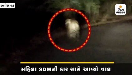 મહિલા SDMની કાર સામે આવ્યો વાઘ