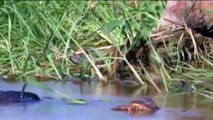 Amazing A Jaguar Attacking A Crocodile Is The Craziest Thing You Will See Today