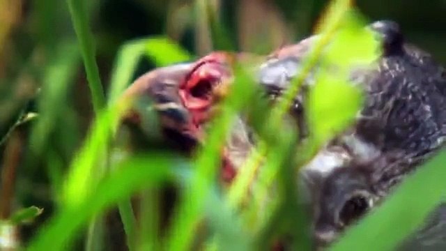 Amazing Caracal Can Catch Bird In Very Short Time Animals Hungting